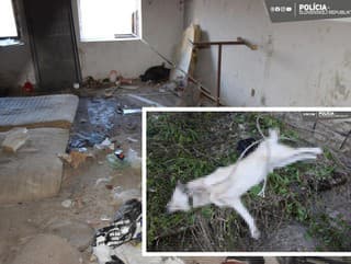 Psa nechal bez jedla