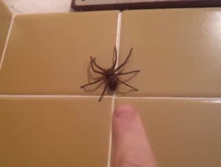 Zabráňte pavúkom, aby sa