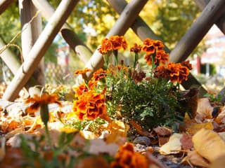 Semienka týchto letničiek už