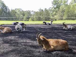 Taliansky ostrov trápia premnožené