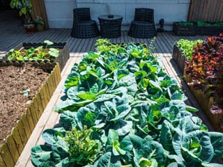 Je čas vysadiť rýchlo