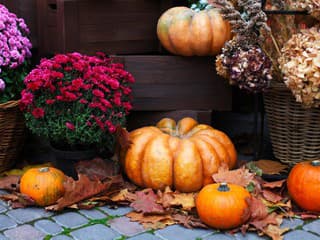 Čo robiť, aby chryzantémy