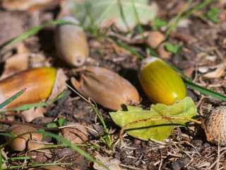 Odborníci varujú majiteľov záhrad