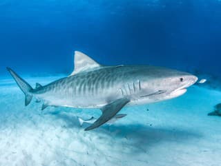 Masové zatváranie pláží pri