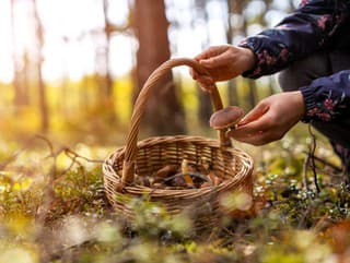 6 vynikajúcich húb, ktoré