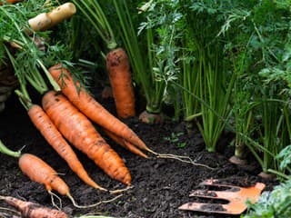 Záhradníčka zmenila jednu vec,