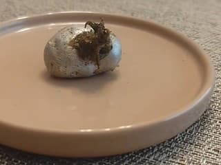 Z meteoritu v Paname