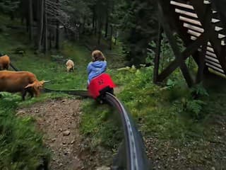 Krava prekvapila turistov na