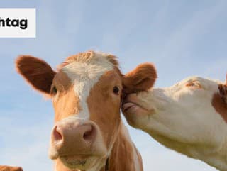 17 poriadne uletených faktov