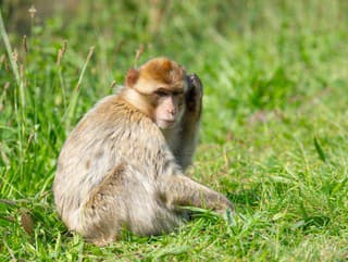 Obrovská tragédia: Opice uniesli