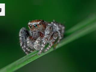 Pavúky sa tlačia do