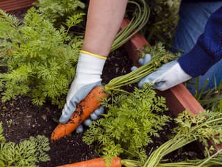 Čerstvá mrkva po celý