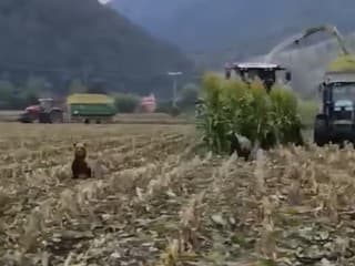 Medvede prekvapili farmárov priamo