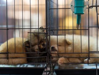 Veterinárni inšpektori odhalili nelegálne