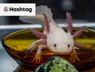 Rebríček najčudnejších domácich zvierat: