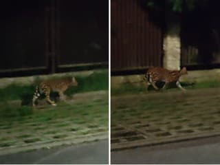 Safari na východe: VIDEO