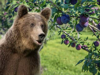 Detaily útoku medvedice na
