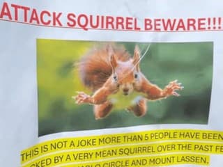 Mesto terorizuje agresívna VEVERIČKA!