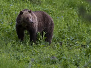 Medveď roztrhal starenku (†