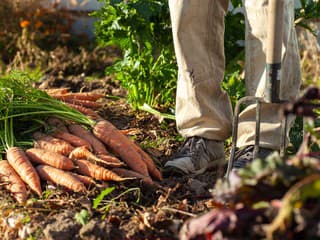 Chystáte sa vykopávať mrkvu