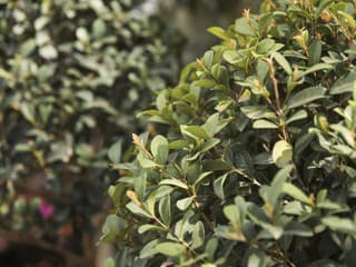 Zasaďte si klasiku, ktorá