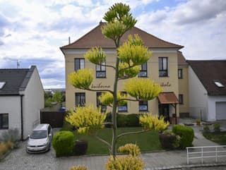 Veľká agáve v Kostolanoch