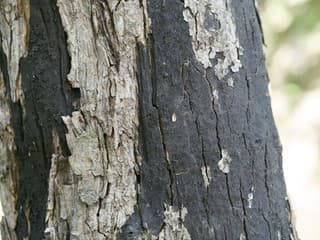 Cryptostroma corticale