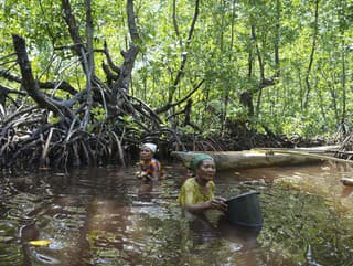 Les žien: Mangrovníky majú