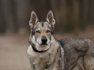 Na severe Grécka našli