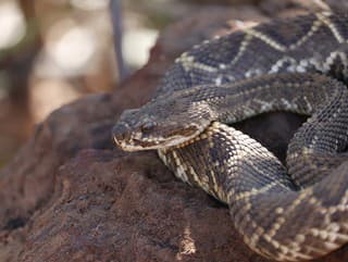 Jedovaté hady sú čoraz