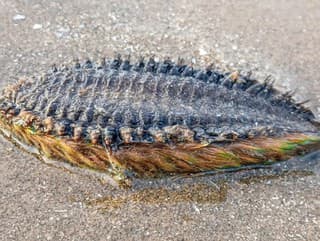 Šok pri prechádzke po