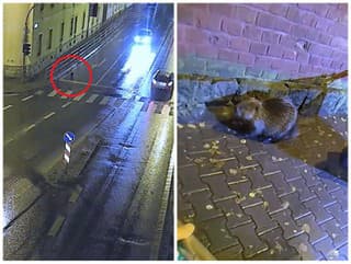 Policajné zložky mali skutočne