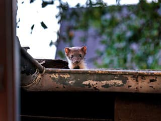 6 krokov, ako vyhnať