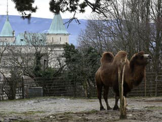 Zoologická záhrada v Bojniciach
