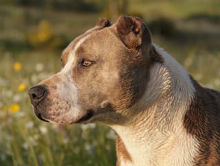 Šokujúce VIDEO: Seniorku napadol