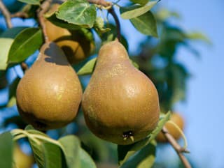 6 tradičných odrôd hrušiek,