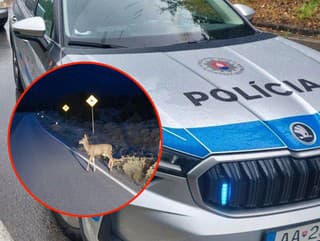 Zrazenú zver neberte do