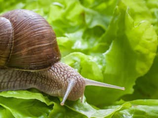 Zaútočte proti slimákom, ktorí