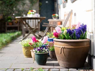 Tieto rastliny zasaďte v