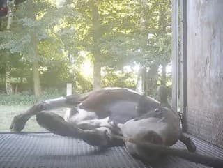 Šokujúce zábery týrania zvierat: