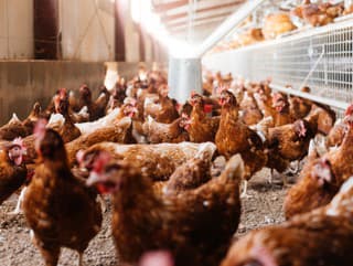 V drobnochove hydiny vo