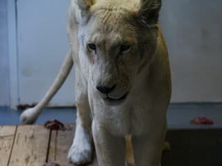 Bratislavská zoo privítala novú