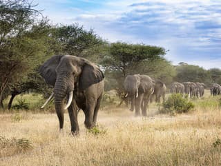 Takto vyzerá skutočná Afrika: