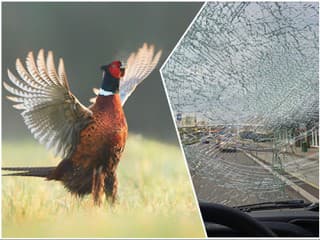 Nevinný vták s ničivou