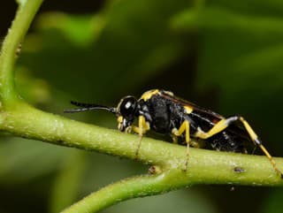 TENTO malý hmyz vás