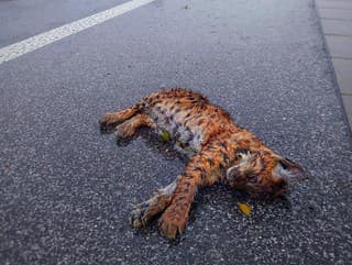 Smutný pohľad! Auto zrazilo