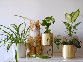 Máte veľa izbových rastlín?