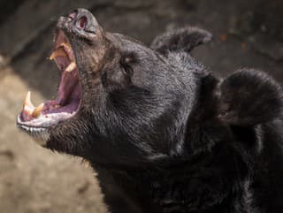 Rekordný počet obetí: Nie