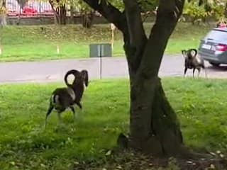 Muflóny si urobili z