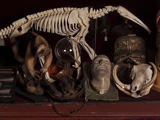 Dvojnohé mačiatka, výkaly celebrít